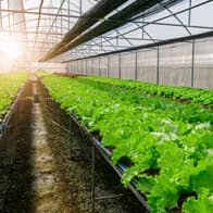 Field, crop, and greenhouse intelligence